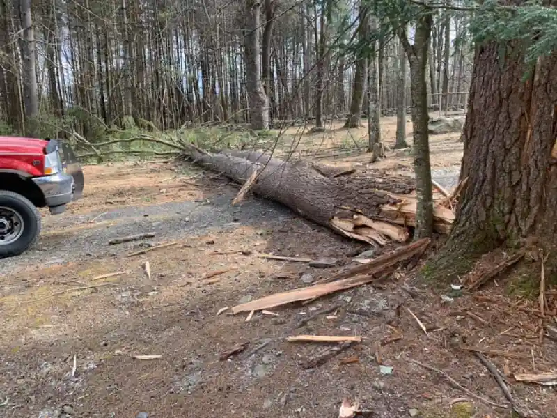 Land Clearing Land Clearing